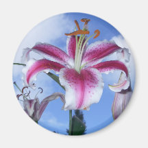 Stargazer Lily Refrigerator Magnets