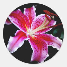 Stargazer Lily Round Sticker