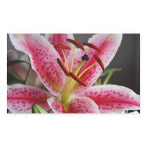 Stargazer Lily Sticker