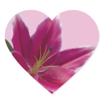 Stargazer Lily