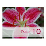 Stargazer Lily Table Number Postcard