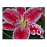 Stargazer Lily Table Number Postcard
