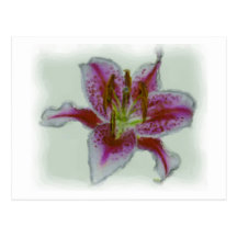 Stargazer Lily Watercolor Postcard