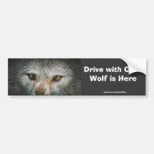 Staring Grey Wolf Eyes Wildlife Art Bumper Sticker