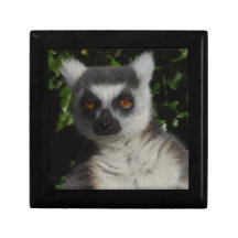 Staring Lemur Jewelry Box
