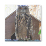 Staring owl refrigerator magnets