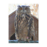 Staring owl postcard