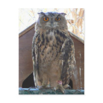 Staring owl postcard