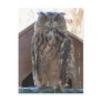 Staring owl postcard