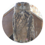 Staring owl round stickers