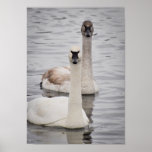 Staring Swans Poster