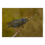 Starling cards