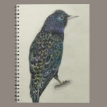 Starling notebooks