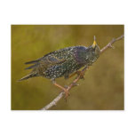 Starling postcards