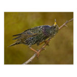 Starling Postcards