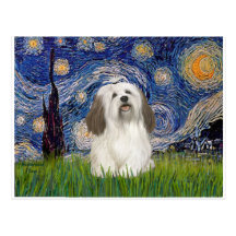 Starry Night - Havanese (#1) Post Card