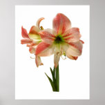 STARTING UNDER $20 - Amaryllis Apple Blossom posters