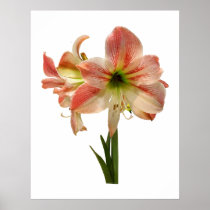 STARTING UNDER $20 - Amaryllis Apple Blossom Print
