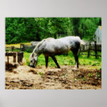 STARTING UNDER $20 - Appaloosa Eating Hay Print