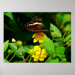 STARTING UNDER $20 -Black Butterfly Yellow Lantana Posters