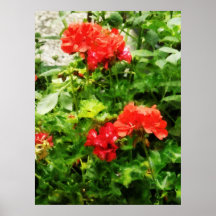 STARTING UNDER $20 - Bright Red Geraniums Posters