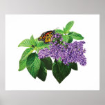 STARTING UNDER $20 - Butterfly on Heliotrope posters