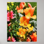 STARTING UNDER $20 - Colourful Snapdragons posters