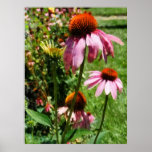 STARTING UNDER $20 - Coneflowers in Garden posters