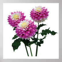 STARTING UNDER $20 - Dahlias Gitts Perfection Posters