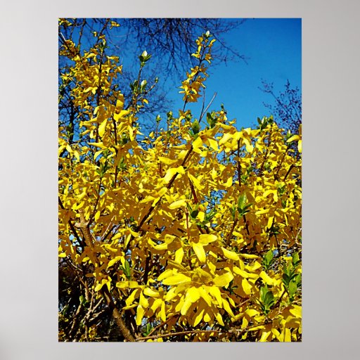 STARTING UNDER $20 - Forthysia Print