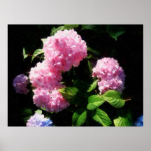 STARTING UNDER $20 - Hydrangea in Sunshine Print
