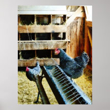 STARTING UNDER $20 - In the Chicken Coop Print