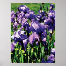 STARTING UNDER $20 - Irises Princess Royal Smith Print