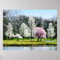 STARTING UNDER $20 - Line of Flowering Trees