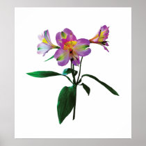 STARTING UNDER $20 - Lovely Pink Asiatic Lilies Posters