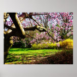 STARTING UNDER $20 - Magnolias and Forsythias Poster