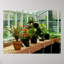 STARTING UNDER $20 - Plants in Greenhouse Print