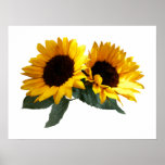 STARTING UNDER $20 - Sunny Sunflowers Poster