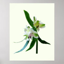 STARTING UNDER $20 - Two White Asiatic Lilies Posters