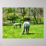 STARTING UNDER $20 - Two White Horses Grazing Print