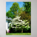 STARTING UNDER $20 - White Flowering Tree Print
