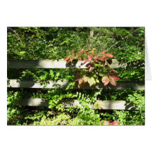 Starved Rock Greeting Cards