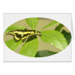 Stay Butterfly Card