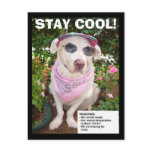 STAY COOL! postcards