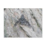 Stealth-Wing Fly Postcard