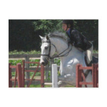 Steely Grey Pony Postcard