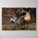 Steer rider takes a fall posters
