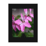 Stellar geranium 'Graffiti pink' postcards