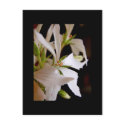 Stellar geranium 'Vectis glitter' postcards