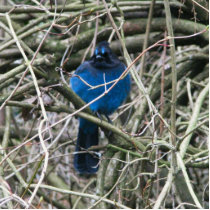 Stellar Jay Photo Cut Outs